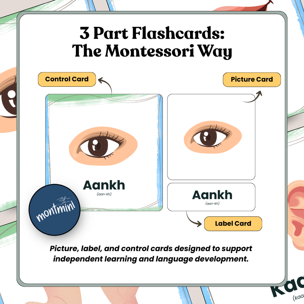 Body Parts: 3 Part Montessori Urdu Language Flashcards
